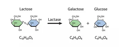 APLV et intolérance au Lactose 4