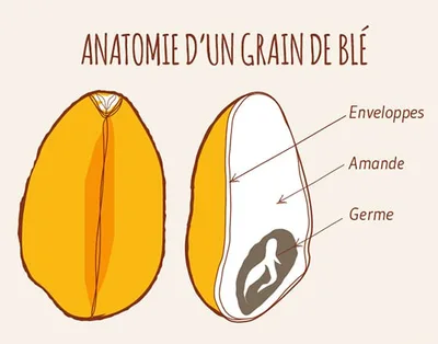 Les différents types de farine de blé