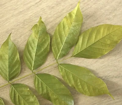 Feuille en chocolat