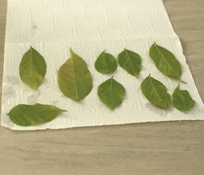 Feuille en chocolat