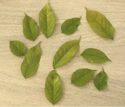 Feuille en chocolat