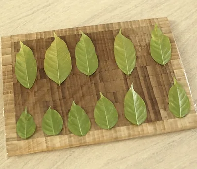 Feuille en chocolat