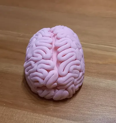 modeler un cerveau - filaments posés