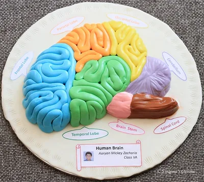 modeler un cerveau