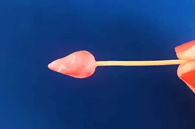 Modeler une rose