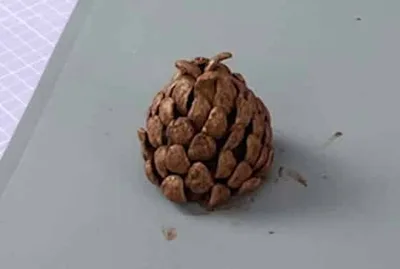 Pomme de pin au chocolat