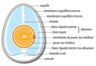 Cap pâtissier composition oeuf
